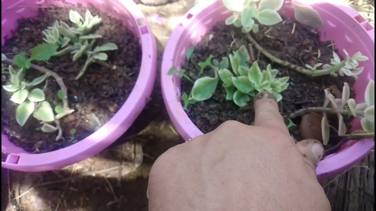 لهذا السبب يتعفن قطر الندي  طريقة صحيح  لنمو سليم بدون تعفن #اكسبلور