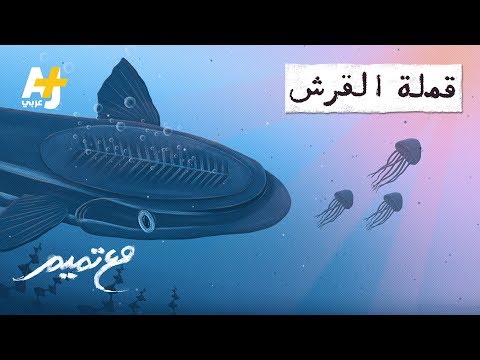 تميم البرغوثي مع تميم سمك الرمورة