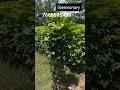 redmachira (China doll) plant available in bulk quantity #redmachira #suscribe #original #nursery