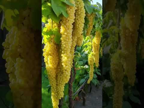 Video: Bazhena - vīnogas ar pārsteidzošām īpašībām