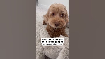 He won’t even look at me 😫 #doglife #doglover #cutedog #funnydogs #labradoodle #goldendoodle #dogs