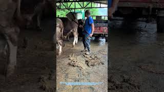Shoveling cow manure in a cattle farm—daily farm work, no shortcuts!