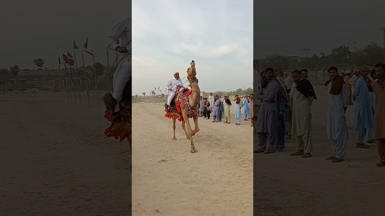Camel race competition 