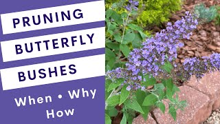 Pruning Butterfly Bushes (Buddleia)