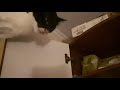 Crazy cat