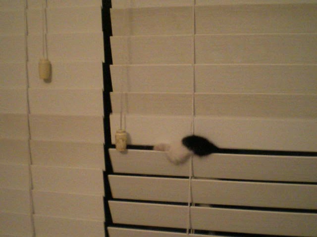 Tuxedo Cat lurking behind the window blinds class=