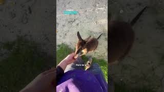 Rescued Orphan Kangaroo Loves Life With Rescuer