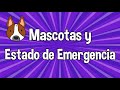 MASCOTAS Y ESTADO DE EMERGENCIA PERÚ | Wari y sus Patas