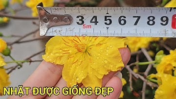 🔴 QBS24545 - GIỐNG CÚC ĐẸP TẠI VƯỜN MAI VÀNG MIỀN BẮC 123 TO 6CM |MUA ĐƯỢC GIỐNG CÚC ĐẸP BÔNG TO 6CM