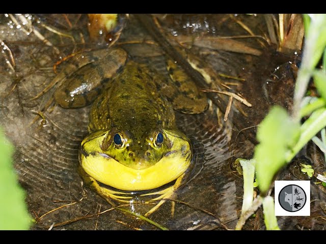 Chant de la grenouille verte/Green Frog song 