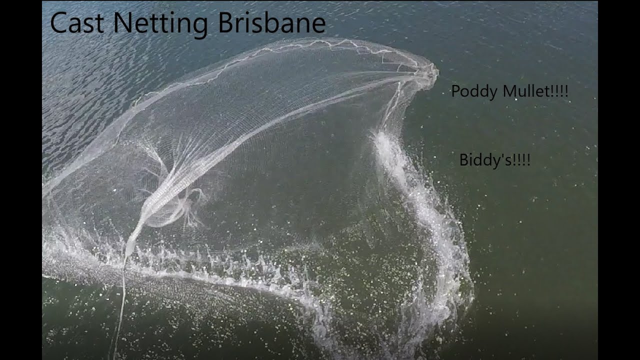 Cast Netting For Bait (Brisbane) 