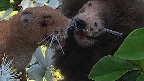 Matthew Johnston - Wind As Our Spirit (Sagiquarius 2020)