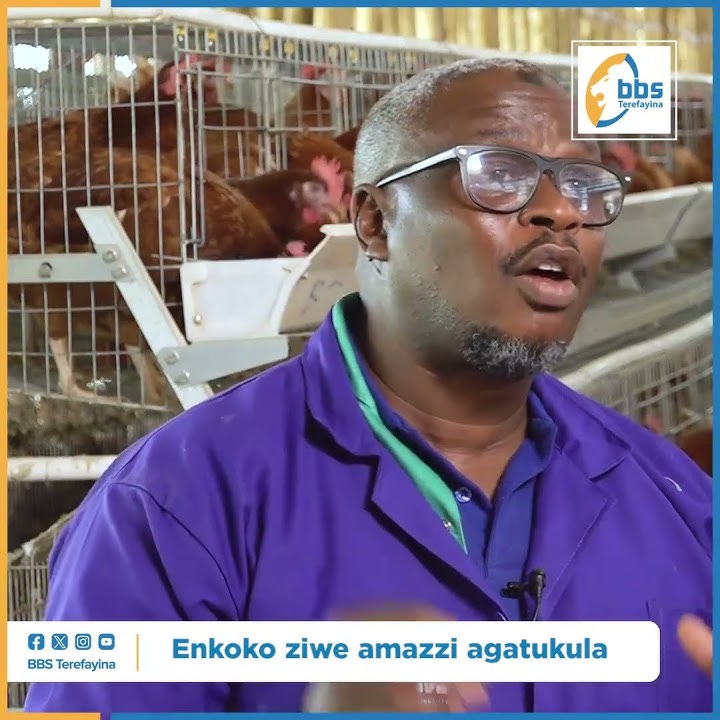 Amazzi gisobola okunywa goba owa enkoko zo #ObulimiNobulunzi