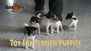 Toy Fox Terrier Puppies