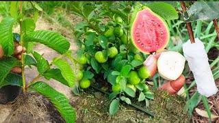 Smart Way on How To Grow Guava Tree Cutting 100% Success 2 l All you can apply