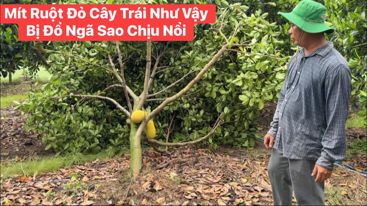 Mít Ruột Đỏ lật gốc sau một đêm mưa to do chủ quan không đống neo ( tắc kê) chằn Chống 
