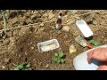 KNOL: How to Build a Garden Slug Beer Trap