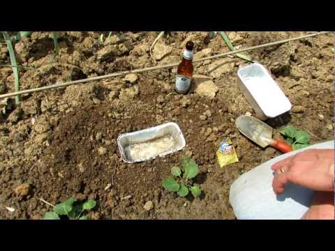 Wideo: Używanie piwa jako pułapki na ślimaki – tworzenie pułapek na ślimaki
