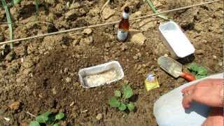 TRG 2012: How to Make the Ultimate Vegetable Garden Beer and Yeast Slug/Snail Trap