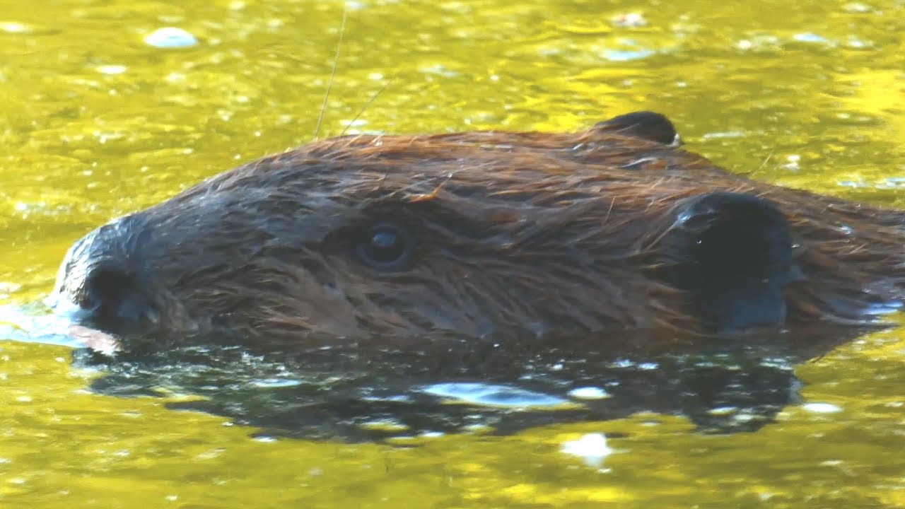 Beaver slapping tail in water, eating sounds, swimming, diving YouTube