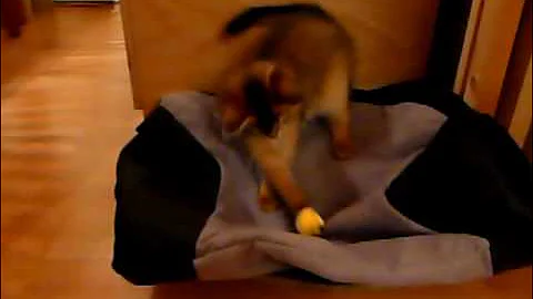 Watch the video about Rudy Somali kitten playing around