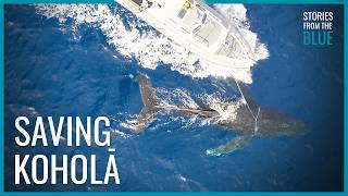 Stories From the Blue: Saving Koholā