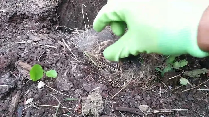 Nest of baby bunnies in our garden!  Watch us discover it.