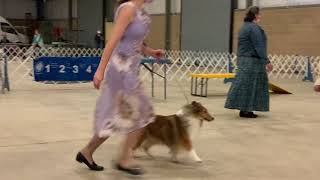 Open Senior - Junior Showmanship - Kerrville, TX 3/13/2021 by Totally Tiggerific 8 views 5 months ago 16 minutes