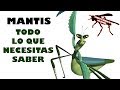 MANTIS RELIGIOSA - TODO LO QUE NECESITAS SABER