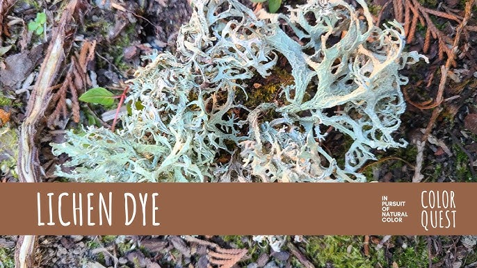 How to Make Organic Black Dye From Plants