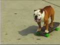 Longboard Habit DVD... "Tillman" skateboarding bulldog