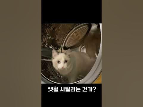 드럼세탁기 돌리는 랙돌고양이 두부 - Youtube