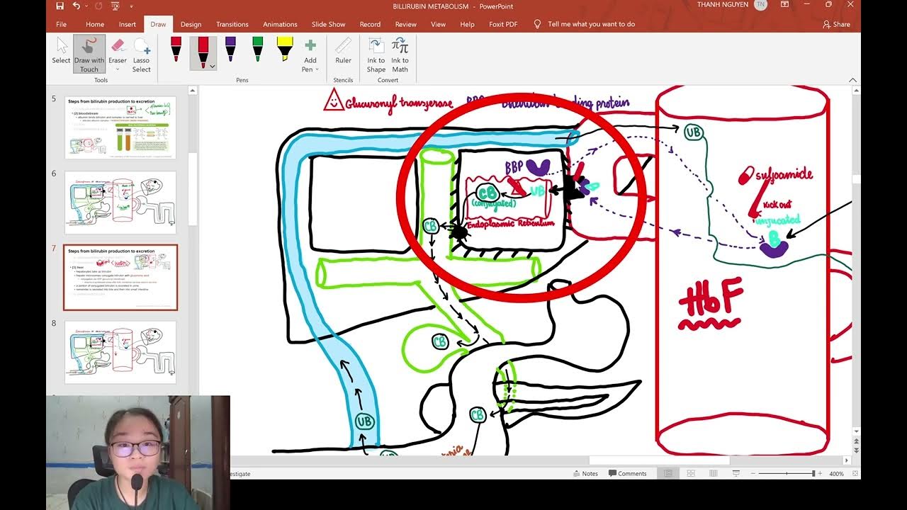 Video 5 bilirubin metabolism bilirubin chuy n h a t i gan v 
