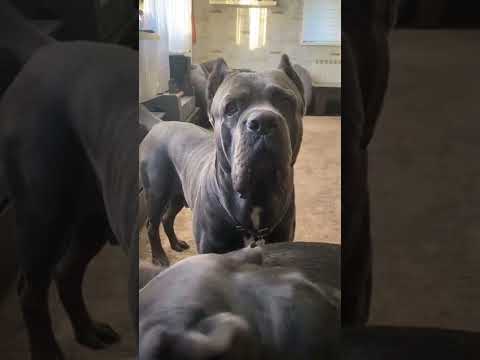 Собаки не понимают речь? Ну конечно🤣 Все они понимают 🥰#tttt #cane #canecorso #канекорсо