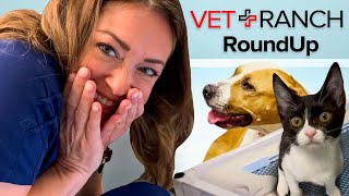 The HEARTBREAKING CASE of Twila,  this week on Vet Ranch RoundUp! by Vet Ranch RoundUp 28,613 views 2 years ago 22 minutes