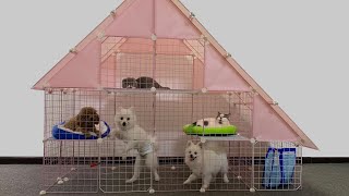 How to make Homestay for Pomeranian puppies with magic steel mesh