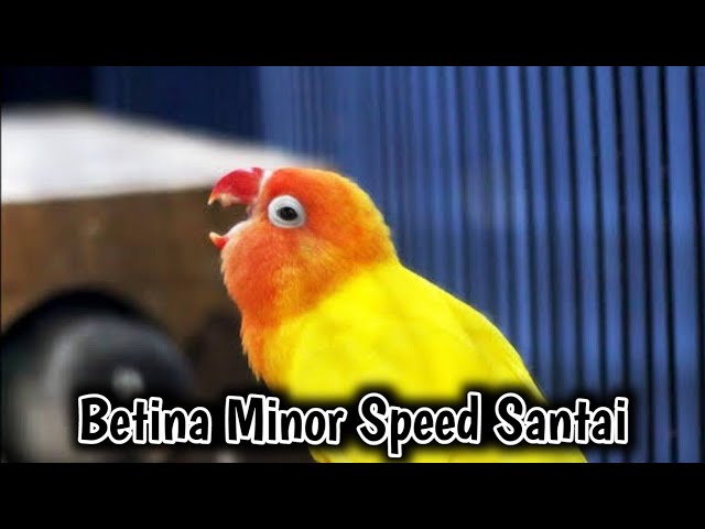 Masteran Lovebird Betina Konslet Speed Lambat Ampuh Cetak Durasj Panjang class=