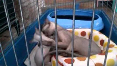 Video 11815731: sphinx hairless cat, hairless peterbald, hairless cat fight