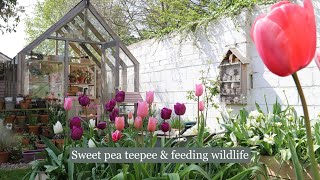 Tidying up and creating a sweet pea teepee & a glimpse into my back garden wildlife