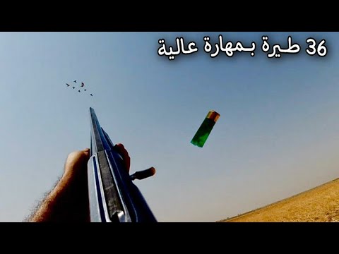 رحلة صيد طيور الكطا في الصحراء شي عجيب
