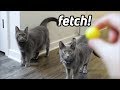 Russian Blue cat fetch like a dog! の動画、YouTube動画。