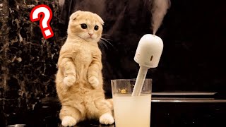 子猫が初めて加湿器の煙を見たときの反応。