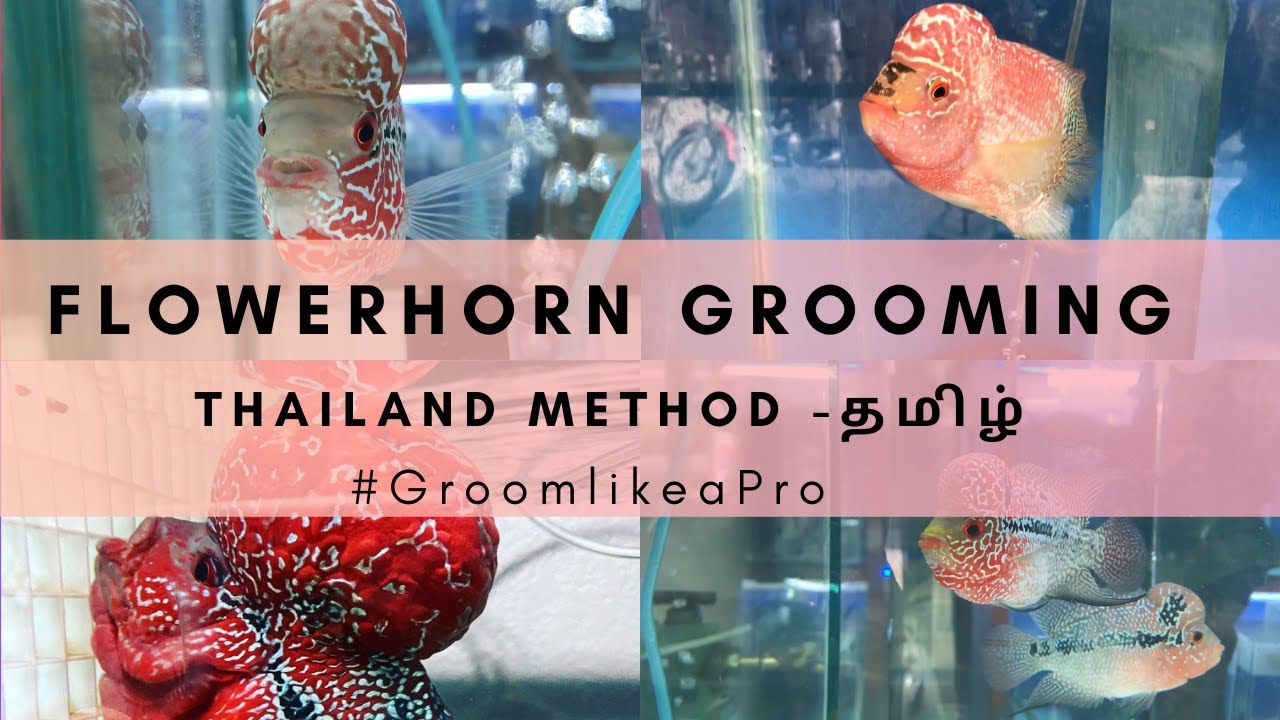 I break thailand🇹🇭  flowerhorn grooming secret😈😯- தமிழ்