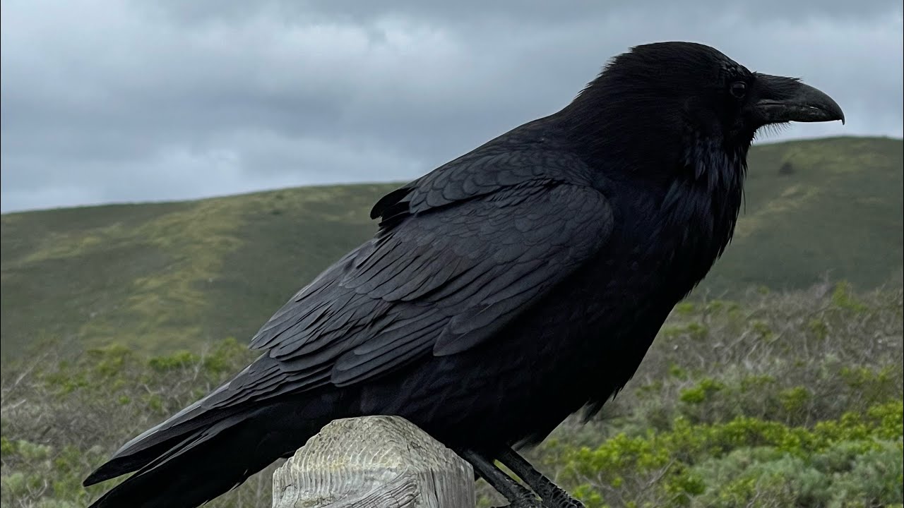 TWOM IMO: Bakla Boys