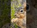 А спасибо не сказала #america #live #америка #белка #short #tiktok #youtube #reels #ronaldo