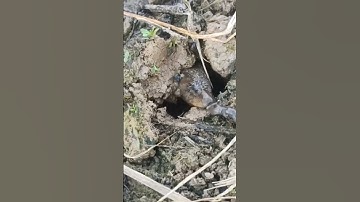 Câu lươn siêu to khổng lồ #shorts