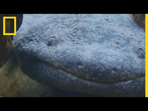 Vidéo: Où vivent les salamandres dans le monde ?