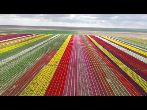 Video: Çok Başlı Lale Nedir: Bahçe İçin Çok Başlı Lale Çeşitleri