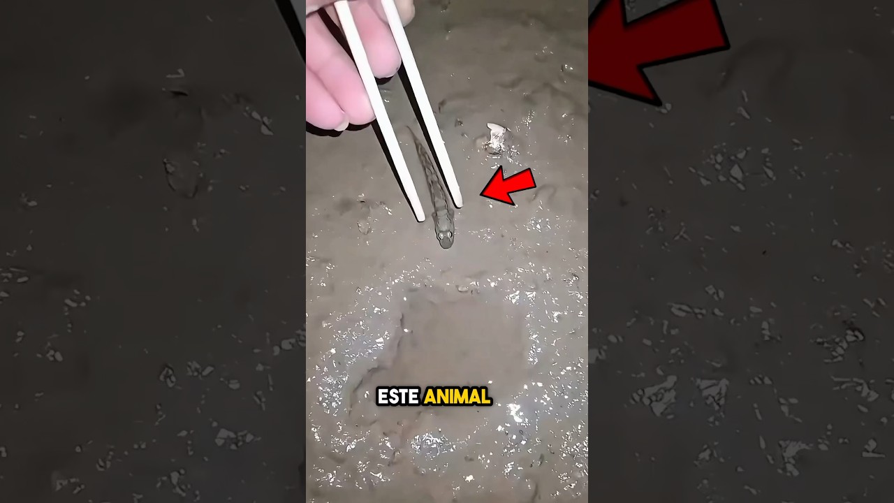 No desafíes la velocidad de este animal 😳