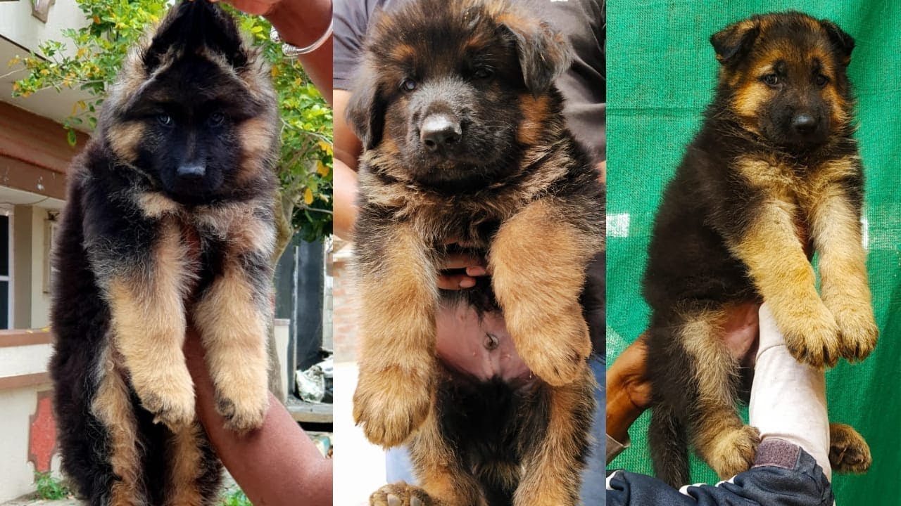 Long coat German shepherd , black German shepherd , double ...